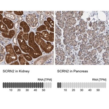 抗SCRN2抗体 ウサギ宿主抗体 Prestige Antibodies&#174; Powered by Atlas Antibodies, affinity isolated antibody, buffered aqueous glycerol solution, Ab1