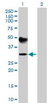 Anti-ATP4B antibody produced in mouse purified immunoglobulin, buffered aqueous solution