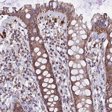 Anti-SEC24D antibody produced in rabbit Prestige Antibodies&#174; Powered by Atlas Antibodies, affinity isolated antibody, buffered aqueous glycerol solution