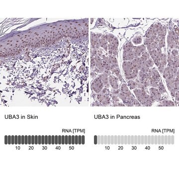 Anti-UBA3 antibody produced in rabbit Prestige Antibodies&#174; Powered by Atlas Antibodies, affinity isolated antibody, buffered aqueous glycerol solution