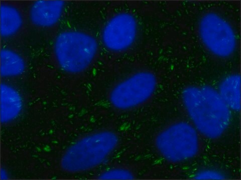 抗-黏着斑蛋白抗体，小鼠单克隆抗体 clone VIN-11-5, purified from hybridoma cell culture