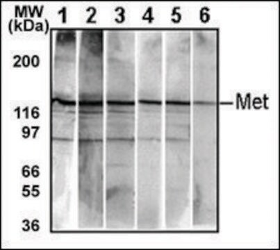 MONOCLONAL ANTI-BI-PHOSPHO-MET/HGFR(Y1234/Y1235) antibody produced in mouse clone 6AT1877, IgG fraction of antiserum, buffered aqueous solution