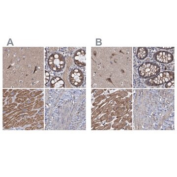 Anti-COBL antibody produced in rabbit Prestige Antibodies&#174; Powered by Atlas Antibodies, affinity isolated antibody, buffered aqueous glycerol solution, Ab1