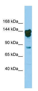 Anti-Cux2 (N-terminal) antibody produced in rabbit affinity isolated antibody