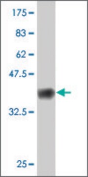 ANTI-GUCY2C antibody produced in mouse clone 3H6, purified immunoglobulin, buffered aqueous solution