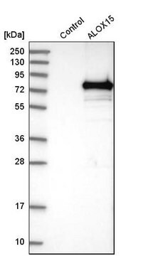 抗ALOX15抗体 ウサギ宿主抗体 Prestige Antibodies&#174; Powered by Atlas Antibodies, affinity isolated antibody, buffered aqueous glycerol solution