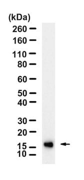 Anti-Interleukin-2 Antibody, clone 1F22-L2 ZooMAb&#174; Rabbit Monoclonal recombinant, expressed in HEK 293 cells