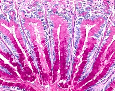 Entellan&#8482; 新封片胶 for microscopy