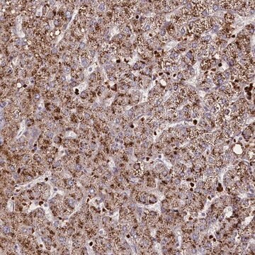 Anti-SUSD3 antibody produced in rabbit Prestige Antibodies&#174; Powered by Atlas Antibodies, affinity isolated antibody, buffered aqueous glycerol solution