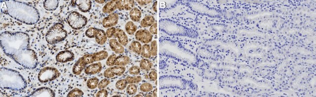 Anti-AMIGO-2 Antibody, clone 1B9 ZooMAb&#174; Rabbit Monoclonal recombinant, expressed in HEK 293 cells