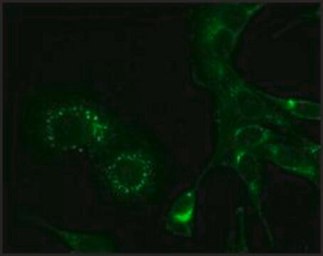 Monoclonal Anti-Hepatitis Virus (Strain A59) Nonstructural Protein 9 (nsp9) antibody produced in mouse clone 2C6.H1, purified immunoglobulin