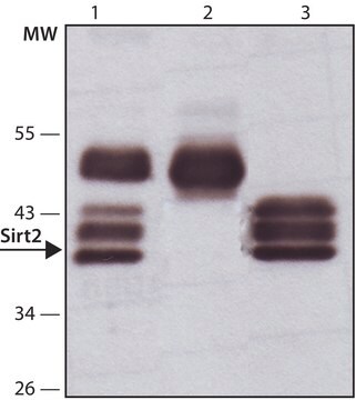 Anti-Sirt2 in Kaninchen hergestellte Antikörper affinity isolated antibody, buffered aqueous solution