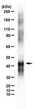 Anti-Ovalbumin (Eiklar) from rabbit, purified by affinity chromatography