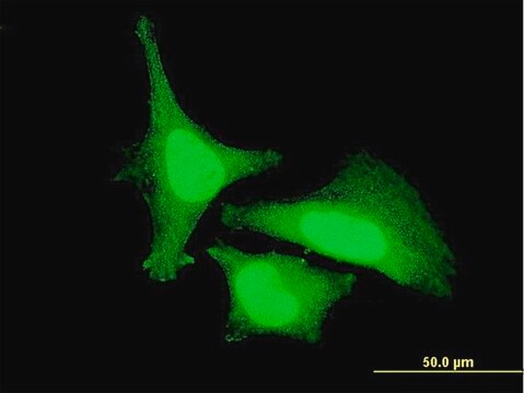 Monoclonal Anti-ZAK antibody produced in mouse clone 3B6, purified immunoglobulin, buffered aqueous solution