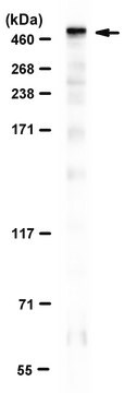 Anti-Dystrophin