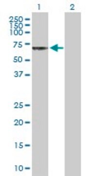 Anti-CHRND antibody produced in rabbit purified immunoglobulin, buffered aqueous solution