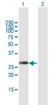 Anti-IGFBP4 antibody produced in mouse purified immunoglobulin, buffered aqueous solution