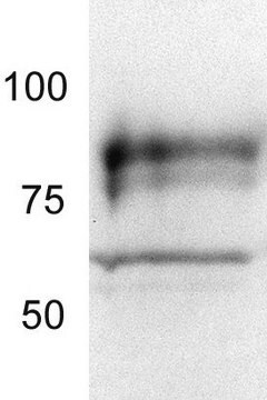 Anty-TORC2 (454-607) Królicze pAb liquid, Calbiochem&#174;