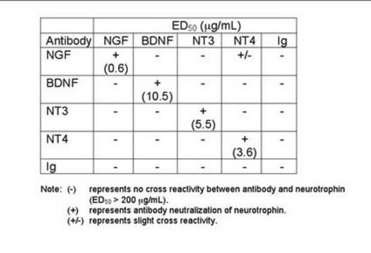 Anti-Brain Derived Neurotrophic Factor Antibody serum, Chemicon&#174;