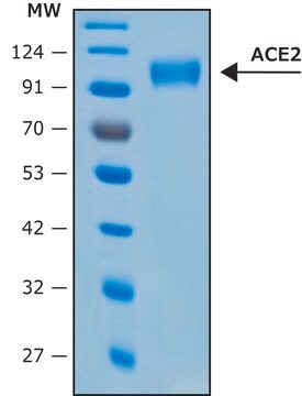 血管紧张素转化酶-2, ACE2 Human recombinant, &#8805;1000000&#160;U/mg, expressed in HEK 293 cells