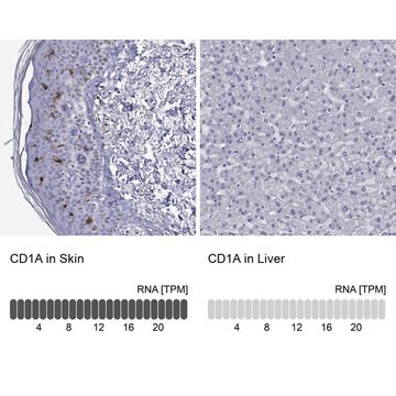 抗CD1A ウサギ宿主抗体 Prestige Antibodies&#174; Powered by Atlas Antibodies, affinity isolated antibody, buffered aqueous glycerol solution