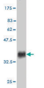 Monoclonal Anti-EDA2R antibody produced in mouse clone 3C1, purified immunoglobulin, buffered aqueous solution