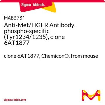 Anti-Met/HGFR Antibody, phospho-specific (Tyr1234/1235), clone 6AT1877 clone 6AT1877, Chemicon&#174;, from mouse