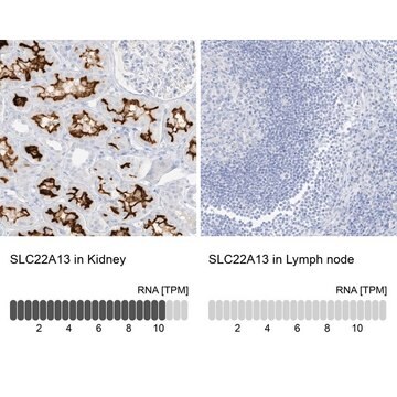 Anti-SLC22A13 antibody produced in rabbit Prestige Antibodies&#174; Powered by Atlas Antibodies, affinity isolated antibody, buffered aqueous glycerol solution