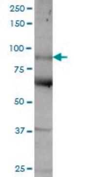 Anti-MFI2 antibody produced in mouse purified immunoglobulin, buffered aqueous solution