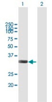 Anti-IFI35 antibody produced in mouse purified immunoglobulin, buffered aqueous solution