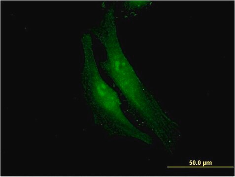 Monoclonal Anti-FANCF, (N-terminal) antibody produced in mouse clone 3C4, purified immunoglobulin, buffered aqueous solution