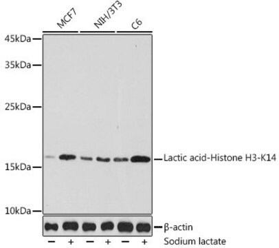 Anti-Lactic acid-Histone H3-K14 antibody produced in rabbit