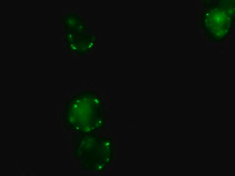 Anti-Pig IgG (whole molecule)&#8722;FITC antibody produced in rabbit IgG fraction of antiserum, buffered aqueous solution