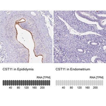 Anti-CST11 antibody produced in rabbit Prestige Antibodies&#174; Powered by Atlas Antibodies, affinity isolated antibody, buffered aqueous glycerol solution