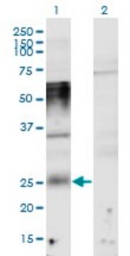 Monoclonal Anti-PORIMIN antibody produced in mouse clone 1F4, purified immunoglobulin, buffered aqueous solution