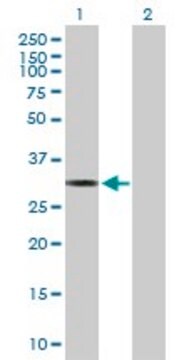 Anti-MTFMT antibody produced in mouse purified immunoglobulin, buffered aqueous solution