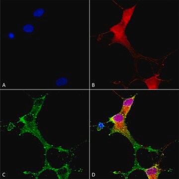 Monoclonal Anti-Synaptotagmin-7 - Atto 594 antibody produced in mouse clone S275-14, purified immunoglobulin