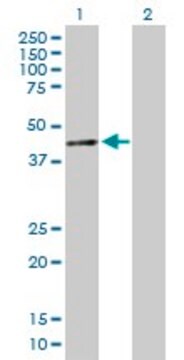 Anti-SIN3B antibody produced in mouse purified immunoglobulin, buffered aqueous solution