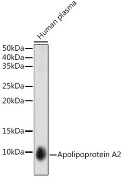 Przeciwciało przeciw apolipoproteinie A2, klon 5F7U1, królicze monoklonalne