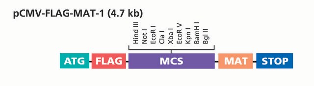 pCMV-FLAG&#174;-MAT-Tag&#174;-1 Expression Vector 0.5&#160;&#956;g/mL