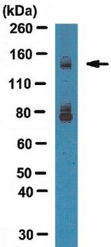 Anti-Integrin-alpha-11-Antikörper from rabbit, purified by affinity chromatography