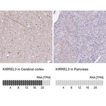 Anti-KIRREL3 antibody produced in rabbit Prestige Antibodies&#174; Powered by Atlas Antibodies, affinity isolated antibody, buffered aqueous glycerol solution