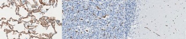 Anti-PECAM-1 Antibody, clone 4A8.1 clone 4A8.1, from mouse