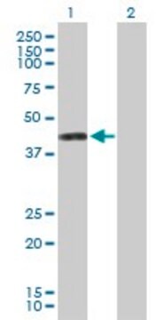 Anti-PTDSS1 antibody produced in mouse purified immunoglobulin, buffered aqueous solution