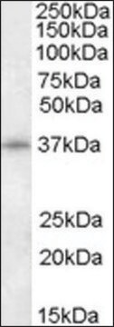 Anti-CDK10 (N-terminal) antibody produced in goat affinity isolated antibody, buffered aqueous solution