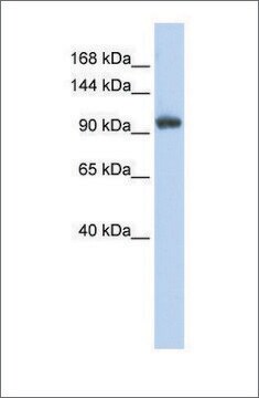 抗RNF31 ウサギ宿主抗体 affinity isolated antibody