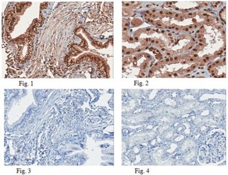 Anti-EZH1 Antibody from rabbit, purified by affinity chromatography