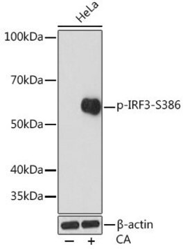 Anti-Phospho-IRF3-S386