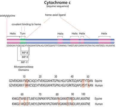 Citocromo c from equine heart vial of 10&#160;nmol, (M+H+) 12,361.96&#160;Da by calculation