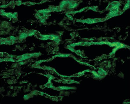 抗AQP4 兔抗 1&#160;mg/mL, affinity isolated antibody